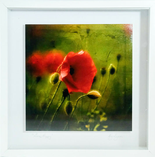 POPPY PRINT IN 3D BOX FRAME - "LONE POPPY"