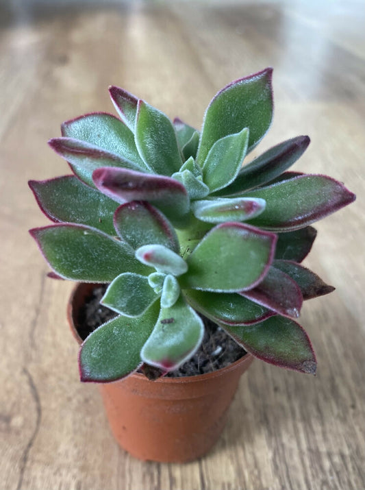 Echeveria Pulvinata 'Ruby slipper’ Devotion | Succulent | Rare | 6cm Pot