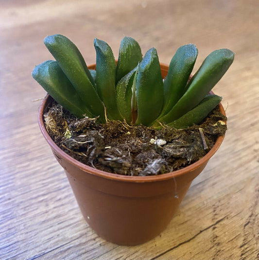 Haworthia Maughanii x Truncata | Succulent Rooted In 6cm Pot | Rare