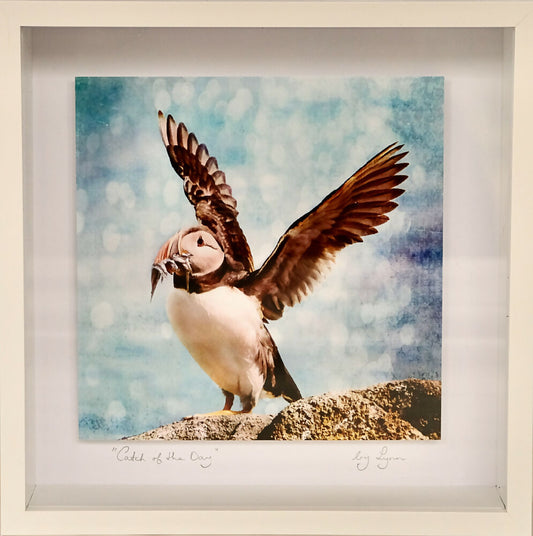 PUFFIN PRINT IN BOX FRAME "CATCH OF THE DAY"