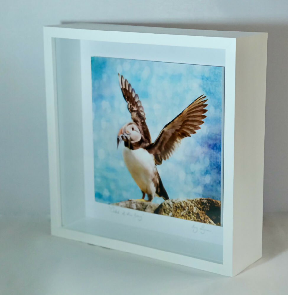 PUFFIN PRINT IN 3D BOX FRAME ("CATCH OF THE DAY")