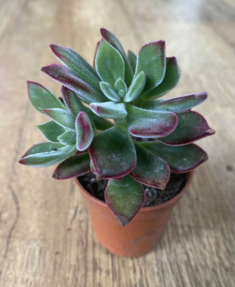 Echeveria Pulvinata 'Ruby slipper’ Devotion | Succulent | Rare | 6cm Pot