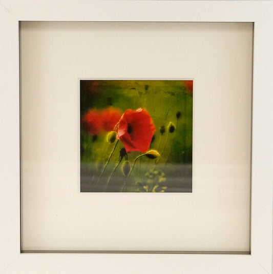 POPPY PRINT IN BOX FRAME - "LONE POPPY"