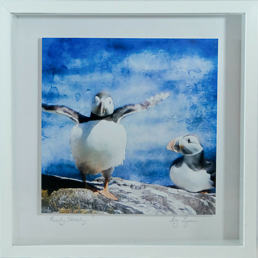 PUFFIN PRINT IN 3D BOX FRAME - "READY STEADY"