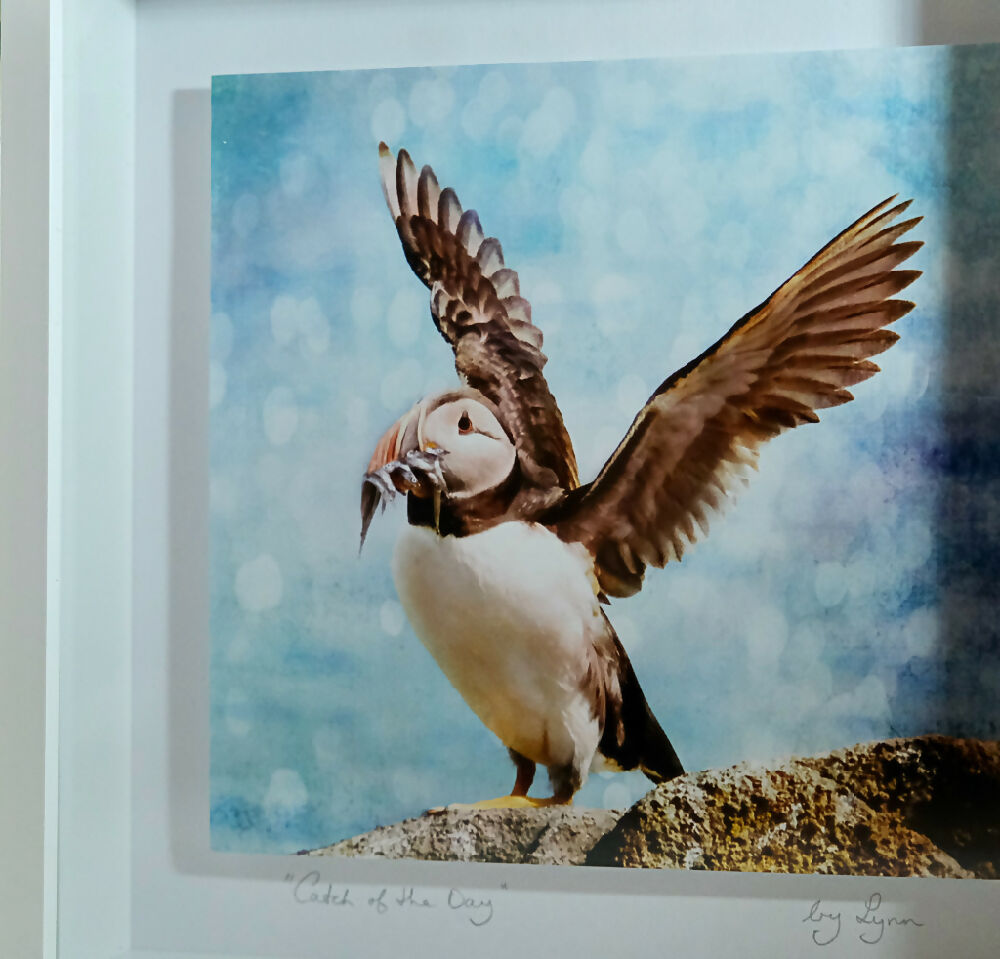 PUFFIN PRINT IN 3D BOX FRAME ("CATCH OF THE DAY")