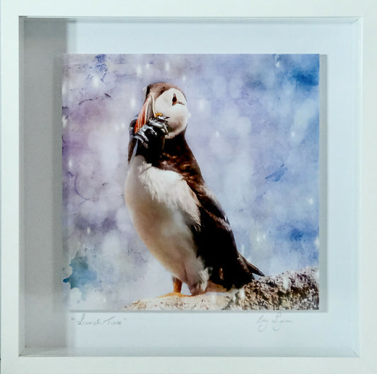 PUFFIN PRINT IN 3D BOX FRAME ("Lunchtime")