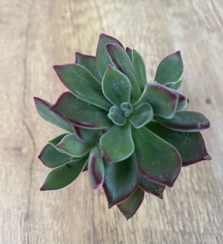 Echeveria Pulvinata 'Ruby slipper’ Devotion | Succulent | Rare | 6cm Pot