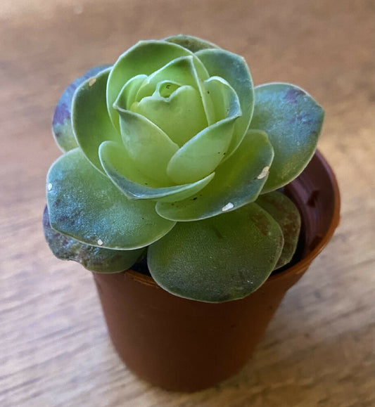 Greenovia ‘little temptress’ | Succulent Cactus | Rare | 6cm Pot Rooted