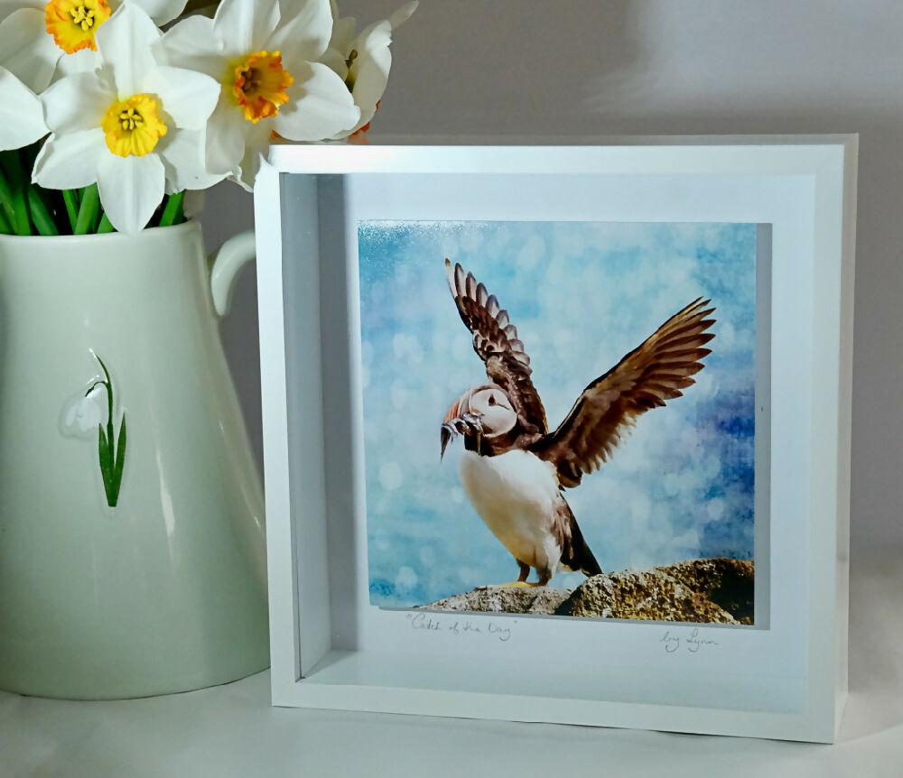 PUFFIN PRINT IN 3D BOX FRAME ("CATCH OF THE DAY")