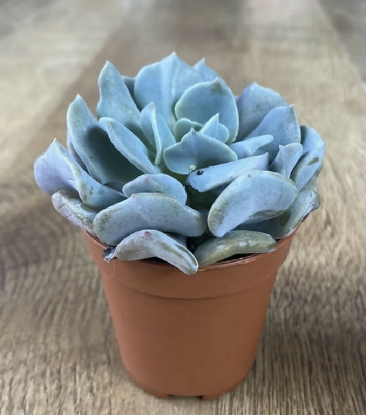 Cubic Frost | Echeveria Rosette Succulent | 6cm Pot