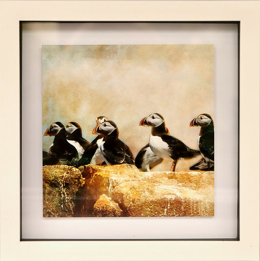 PUFFIN PRINT IN BOX FRAME "THE GATHERING"